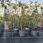 Magnólia vždyzelená (Magnolia laevifolia) ‘VANILLA PEARLS’® – výška 70–90 cm, kont. C3L